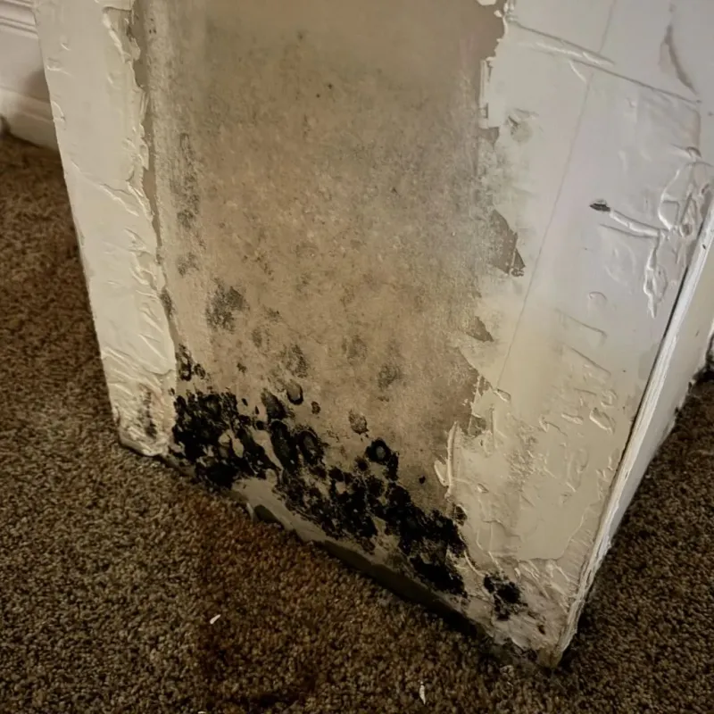 Professional Mold Removal in Canyon Rim, UT